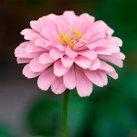 rosa Zinnie