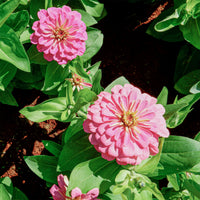 rosa Zinnie