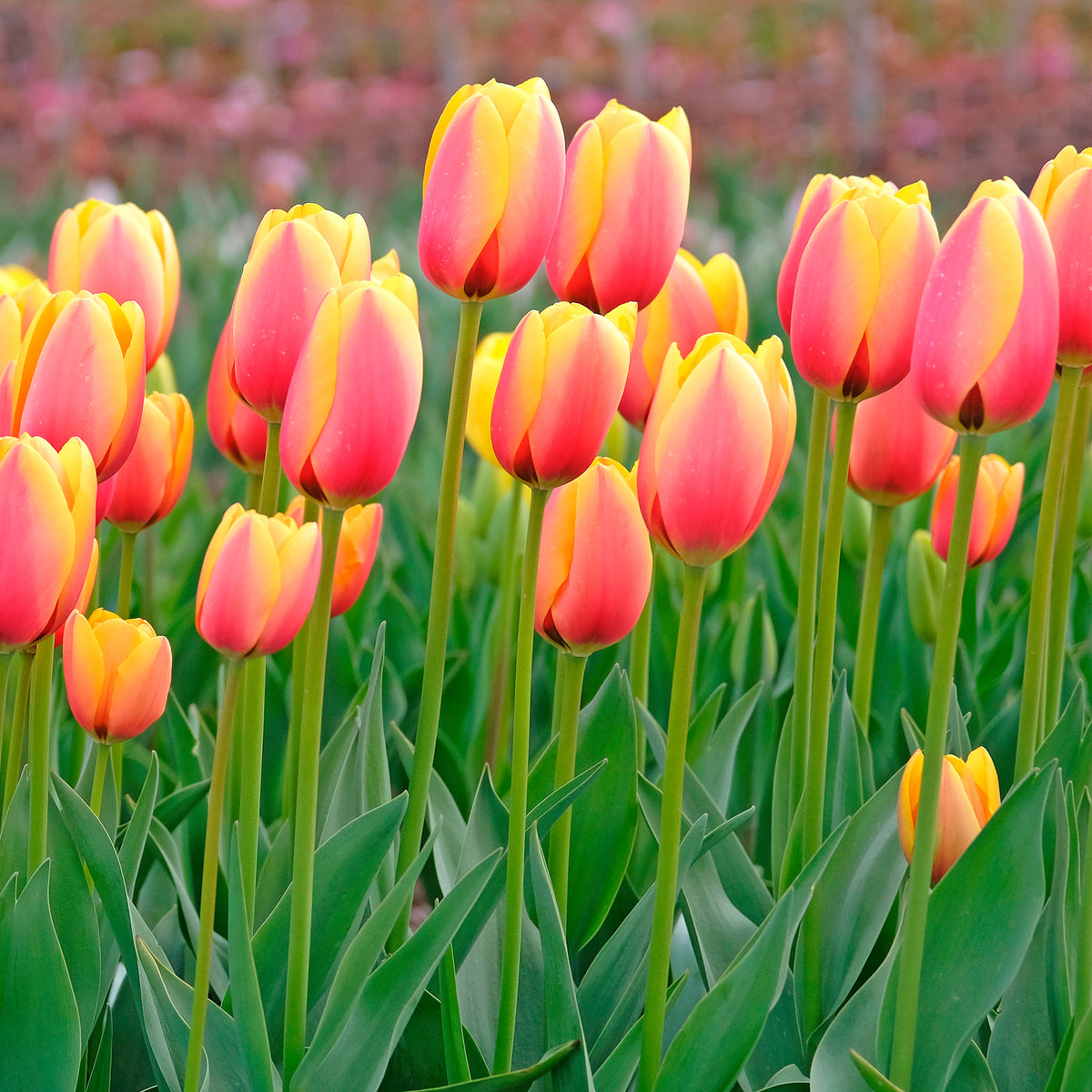 8 Darwin-Tulpen Lalibela Lachs