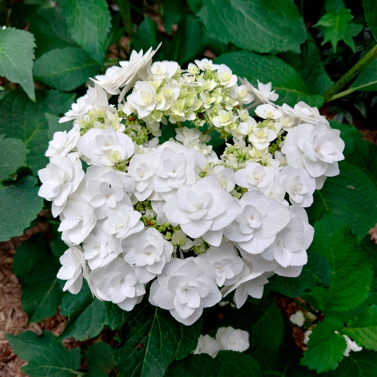 Hortensie Doppio Bianco