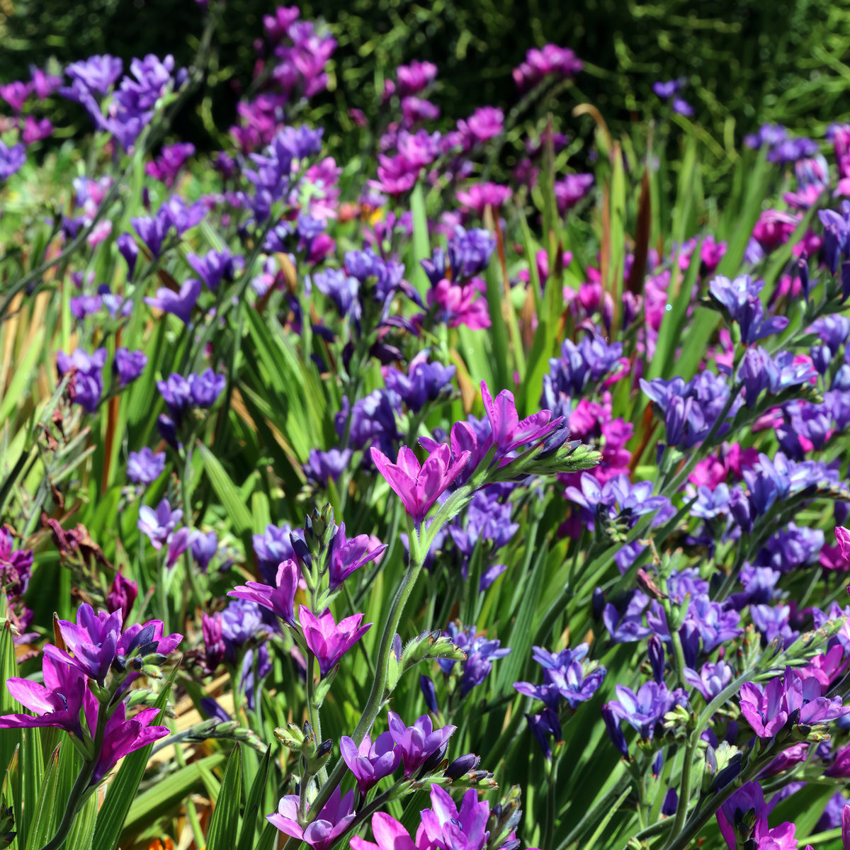 Pavianblume - Babiana stricta - Bakker