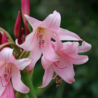 Hakenlilie Rosea - Crinum powellii Rosea - Bakker