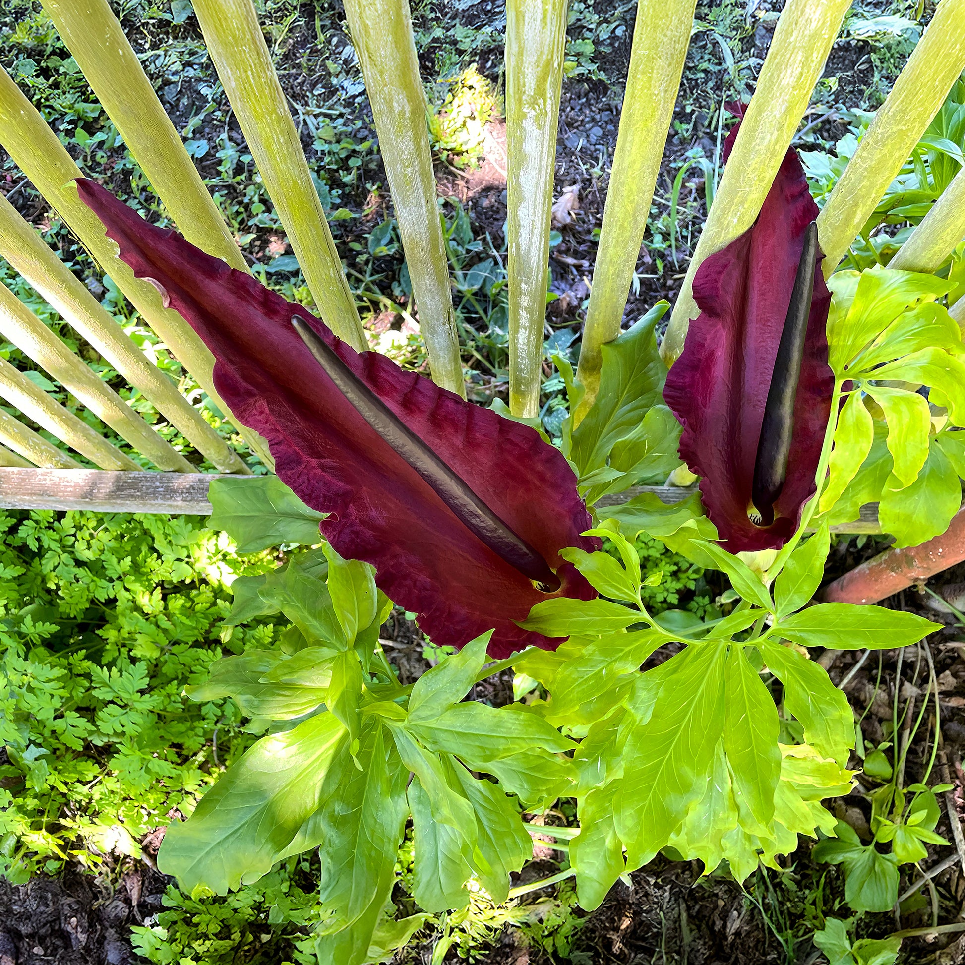 Gemeine Drachenwurz - Dracunculus vulgaris - Bakker