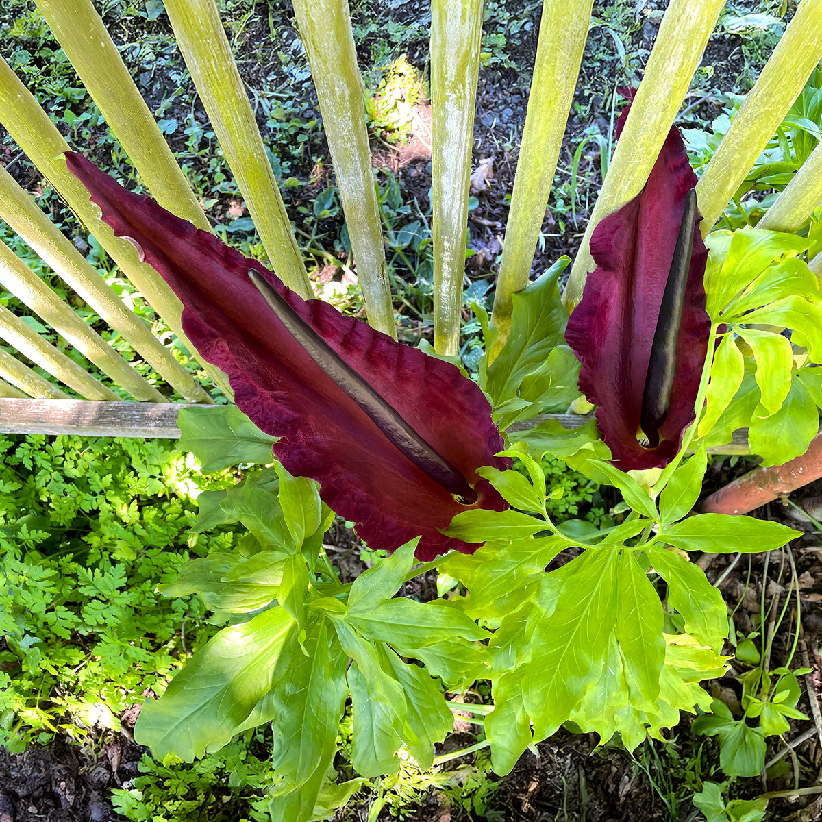 Gemeine Drachenwurz - Dracunculus vulgaris - Bakker