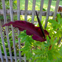 Gemeine Drachenwurz - Bakker