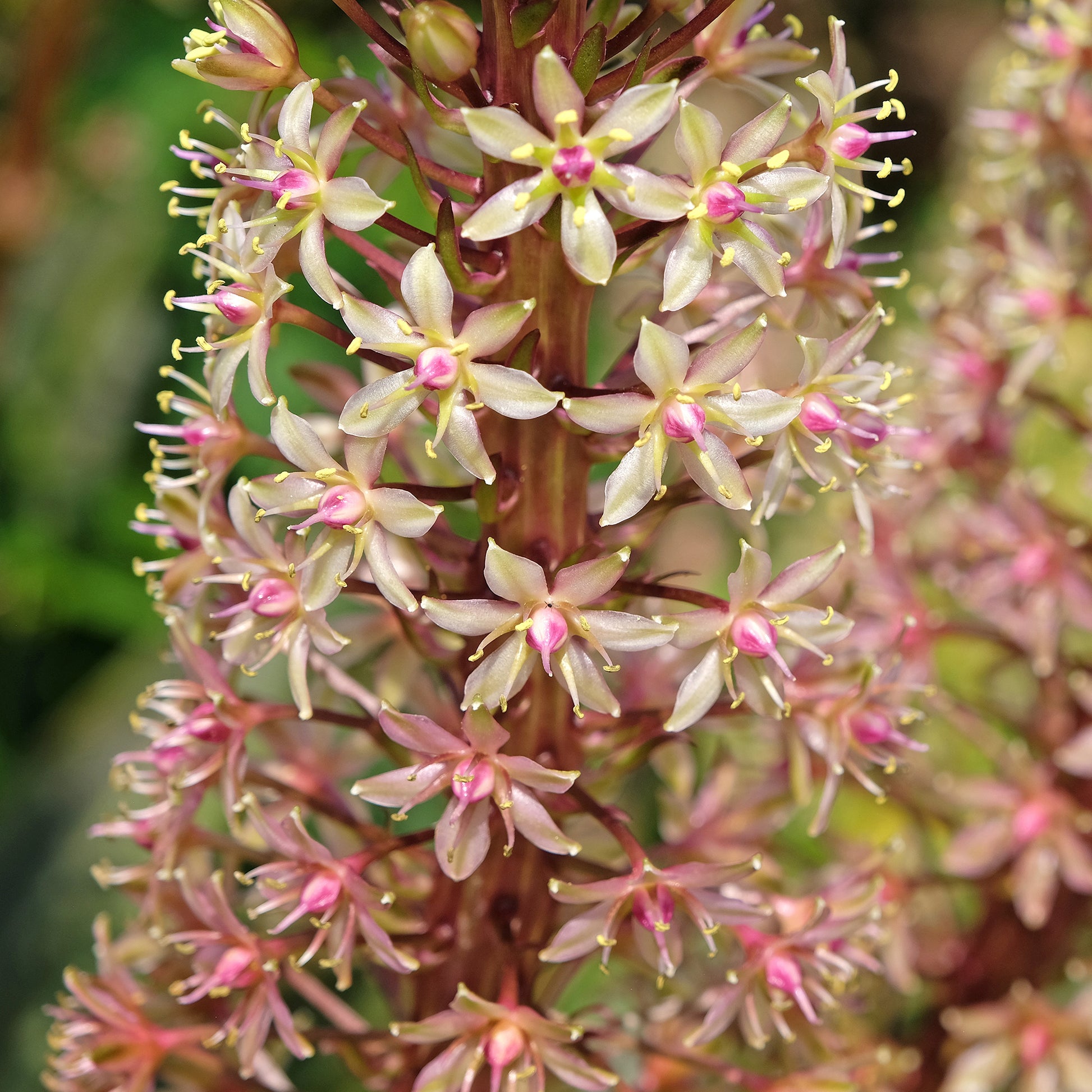 Schopflilie Sparkling Burgundy - Eucomis comosa Sparkling Burgundy® - Bakker