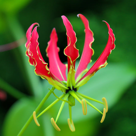Gelbe Schmucklilie - Bakker