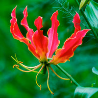 Gelbe Schmucklilie - Gloriosa lutea - Bakker