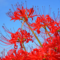 Rote Spinnenlilie - Bakker