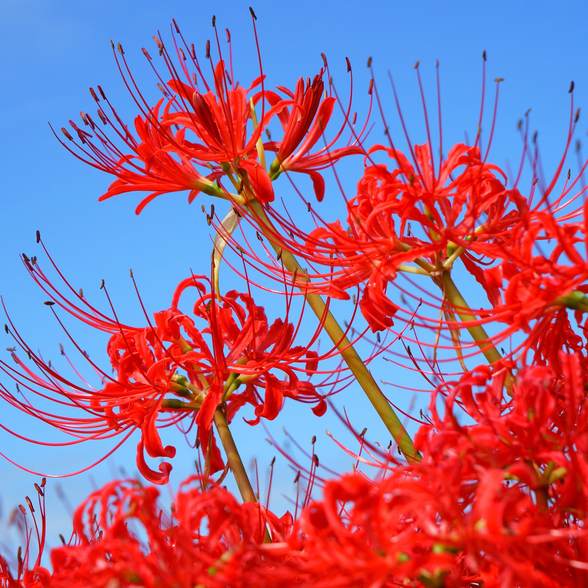 Rote Spinnenlilie - Bakker
