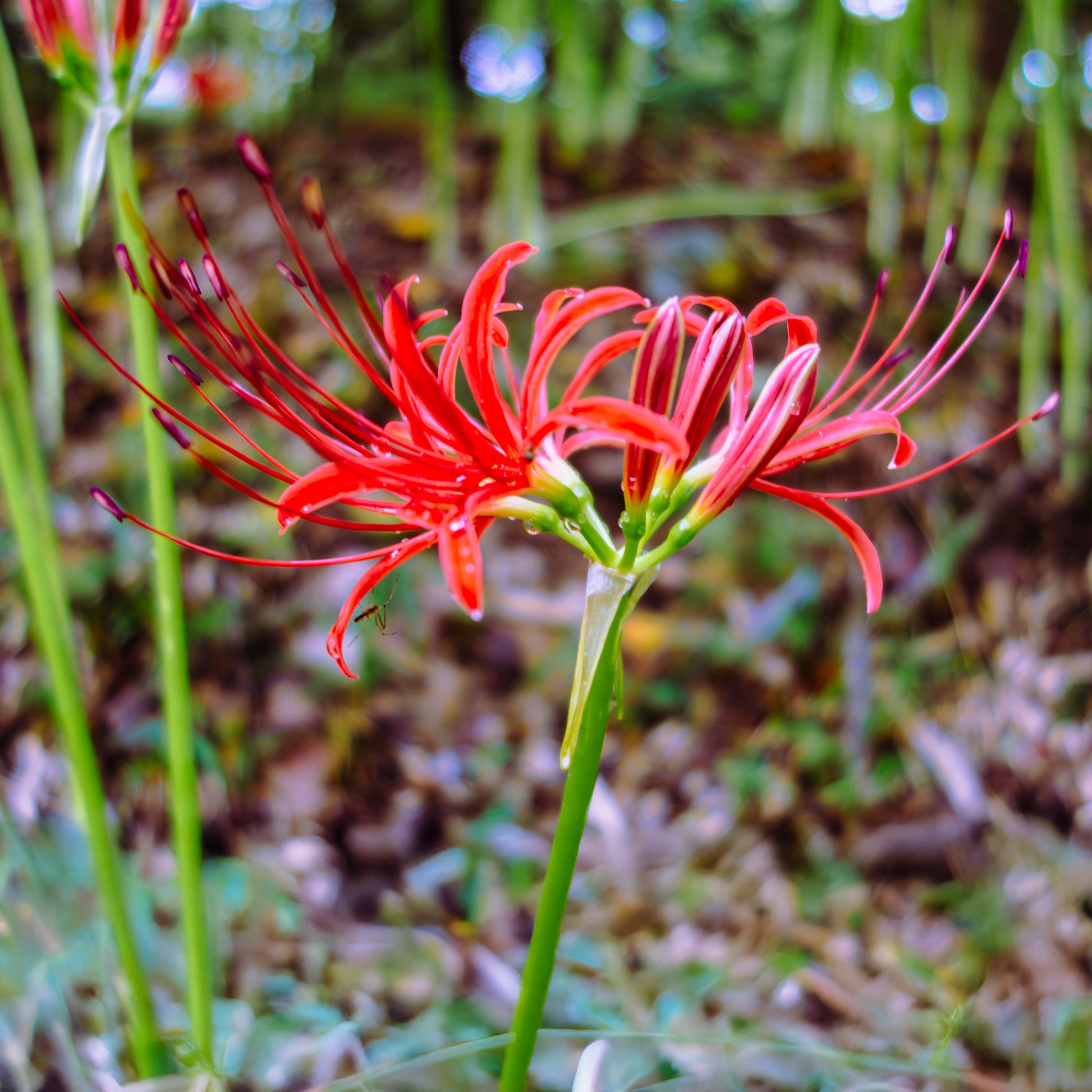 Blumenzwiebeln Rote Spinnenlilie - Lycoris radiata