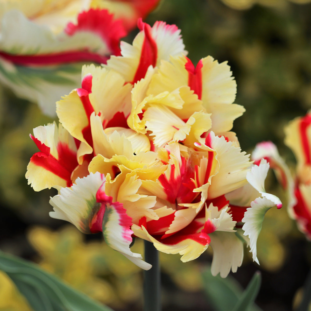 Papageien-Tulpe Flaming Parrot - Tulipa Flaming Parrot - Bakker