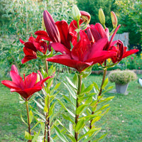 Asiatische Lilien und Blumenmischung - Bakker