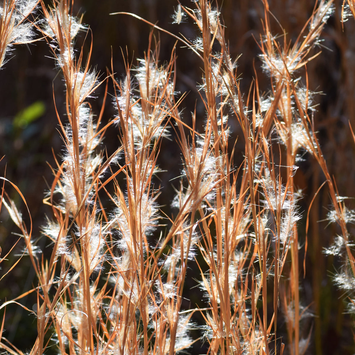 Silber Bartgras - Andropogon ternarius - Bakker