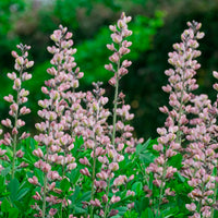Indigo-Lupine Decadence Pink Truffles - Baptisia Pink Truffles - Bakker