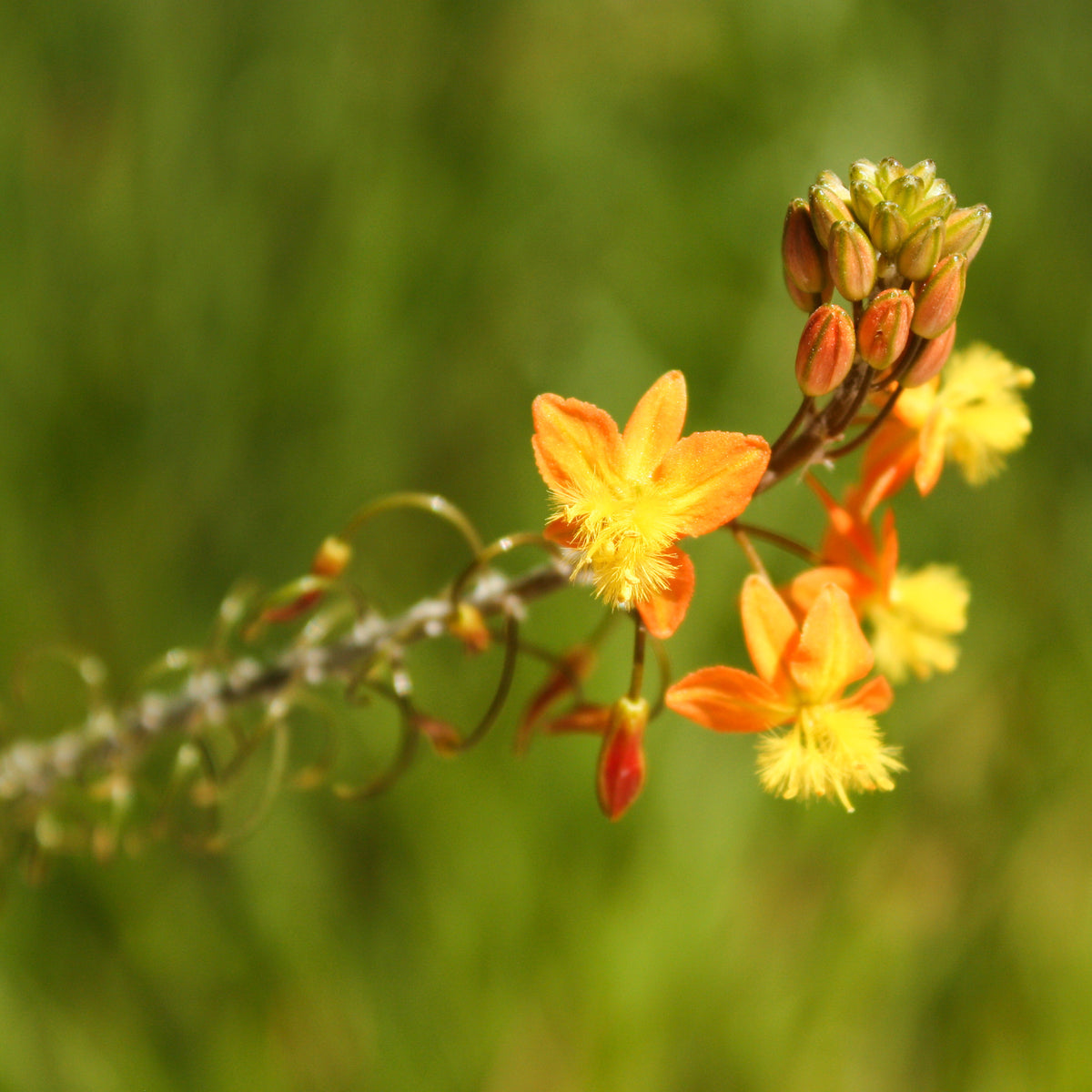 Katzenschwanzpflanze Avera Sunset Orange - Bulbine frutescens Avera Sunset Orange - Bakker