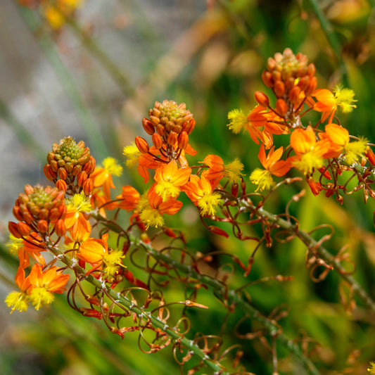 Katzenschwanzpflanze Avera Sunset Orange - Bakker
