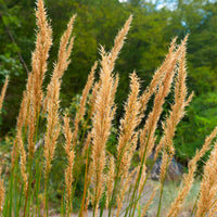 Silberährengras - Stipa calamagrostis - Bakker