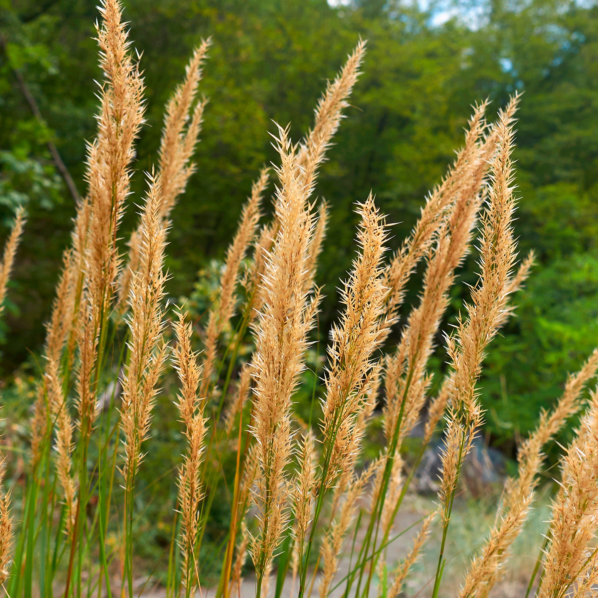 Silberährengras - Stipa calamagrostis - Bakker