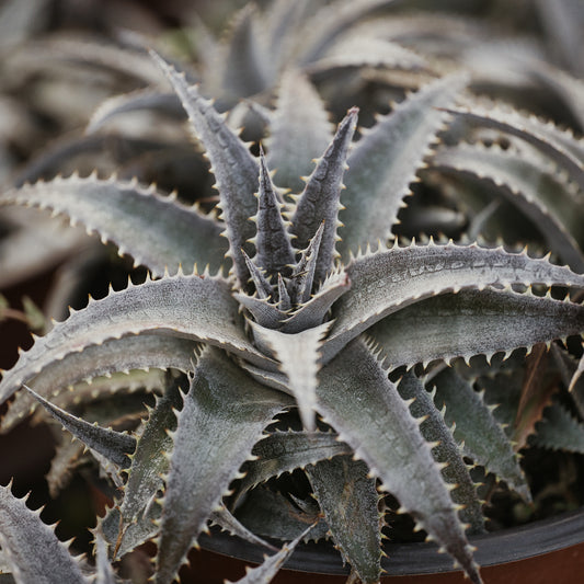 Dyckia Grand Marnier - Bakker