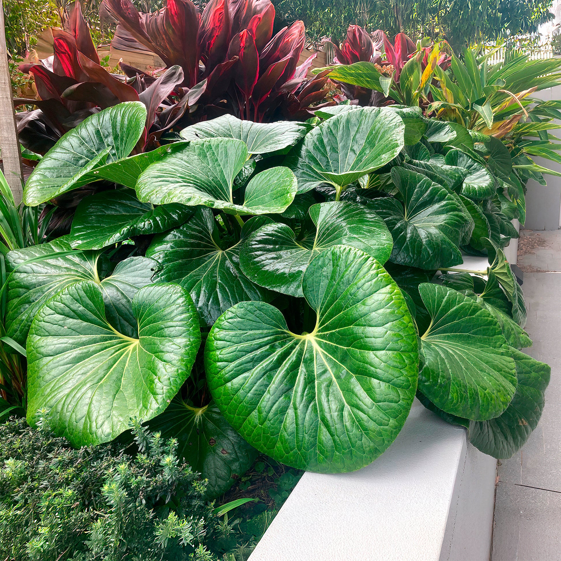 Japanischen Scheingoldkolbens Articjungle® - Bakker