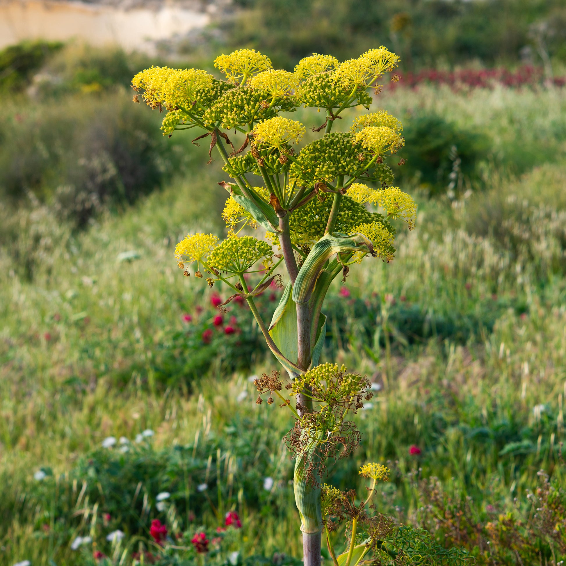 Riesenfenchel - Bakker