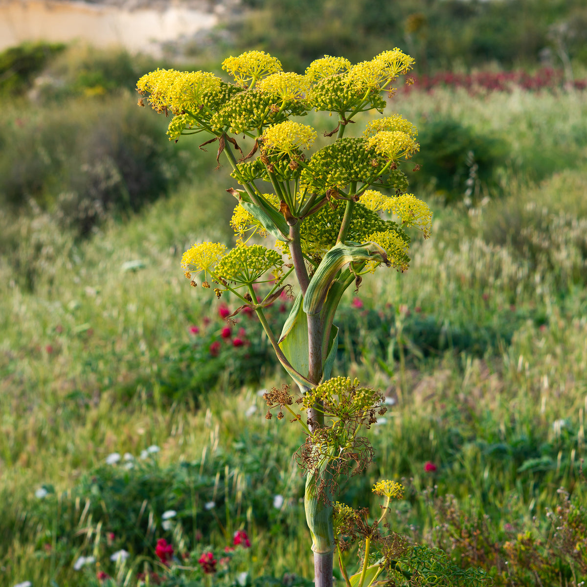 Riesenfenchel - Bakker