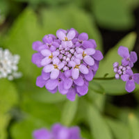 Immergrüne Schleifenblume Absolutely Amethyst - Iberis sempervirens Absolutely Amethyst - Bakker