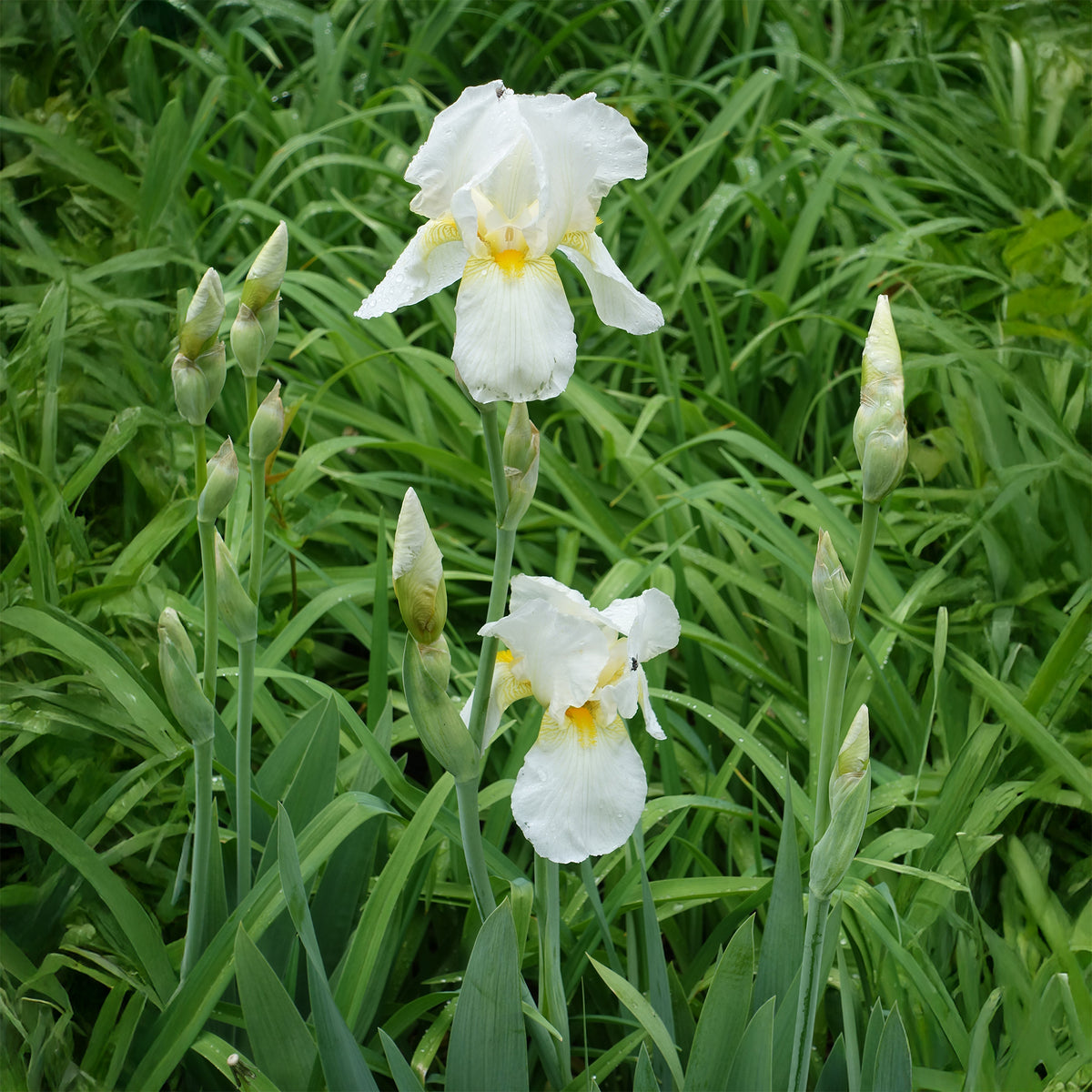 Schwertlilie Wedding Bouquet - Iris germanica Wedding Bouquet - Bakker