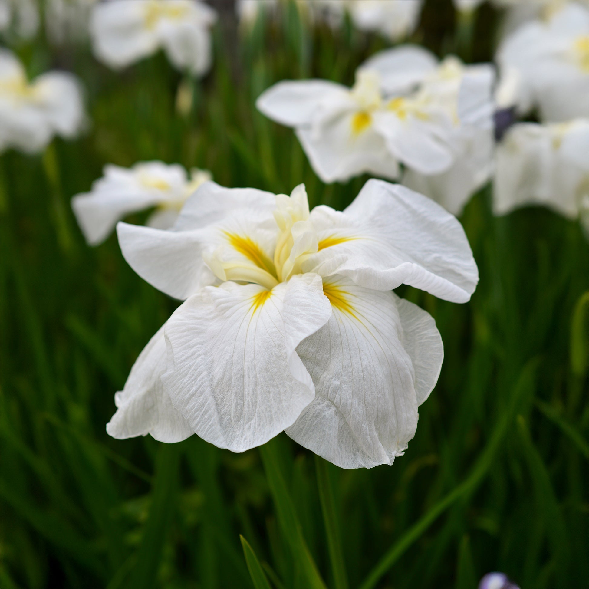 Japanische Sumpf-Schwertlilie White Ladies - Bakker