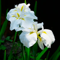 Japanische Sumpf-Schwertlilie White Ladies - Bakker
