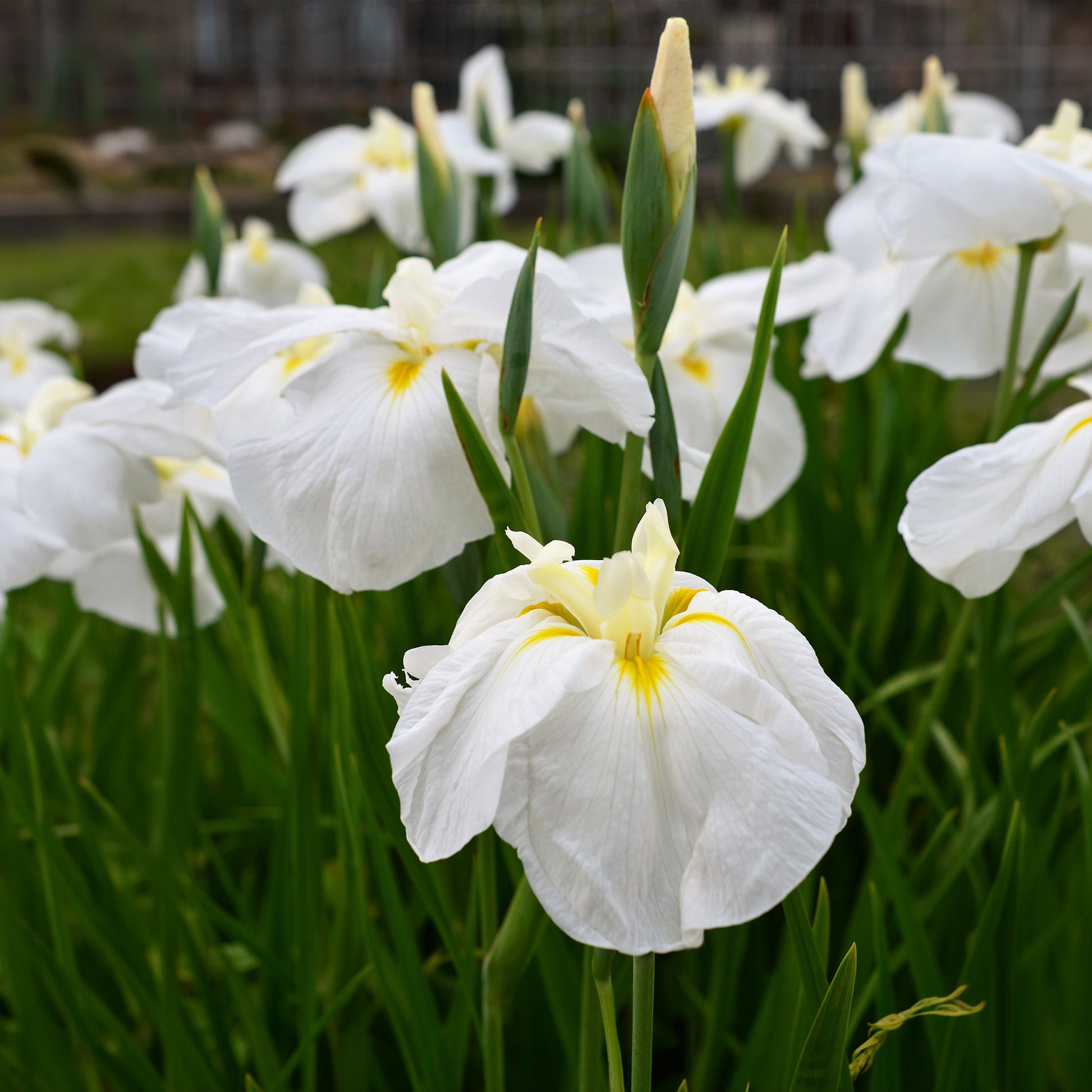 Iris ensata White Ladies - Japanische Sumpf-Schwertlilie White Ladies - Iris germanica - Deutsche Schwertlilie