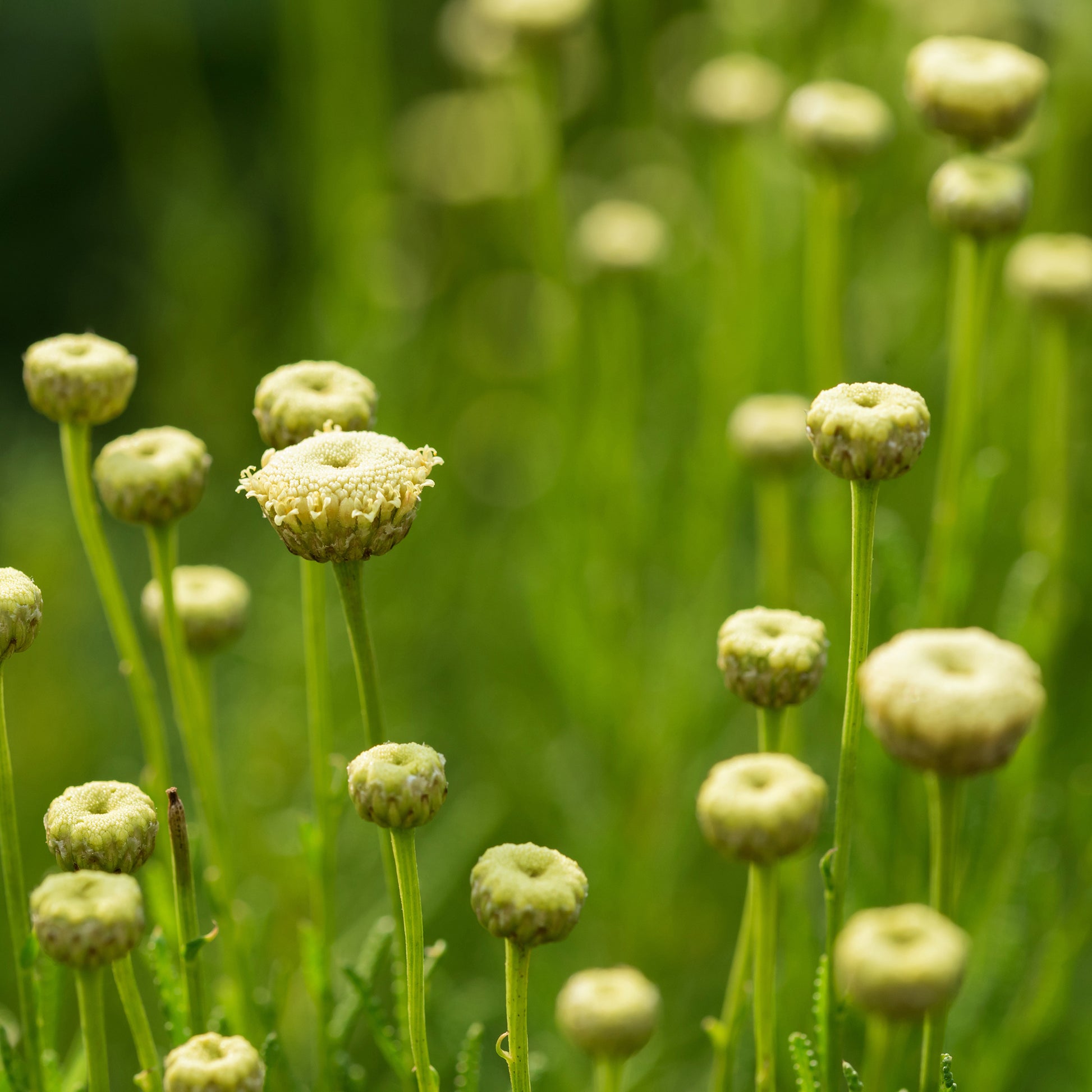 Silbriges Heiligenkraut Edward Bowles - Bakker