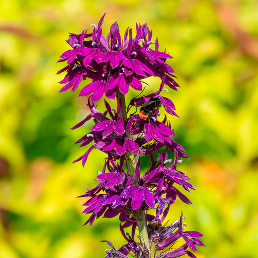 Lobelie Vedrariensis - Bakker