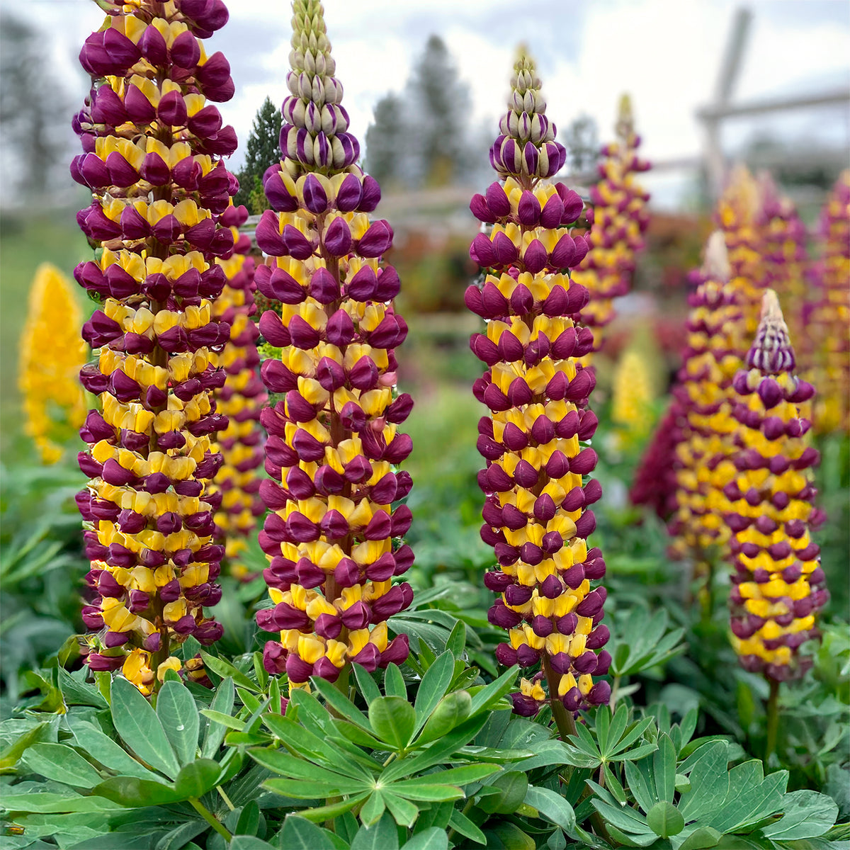 Lupinus Manhattan Lights® - Lupine Manhattan Lights - Lupine
