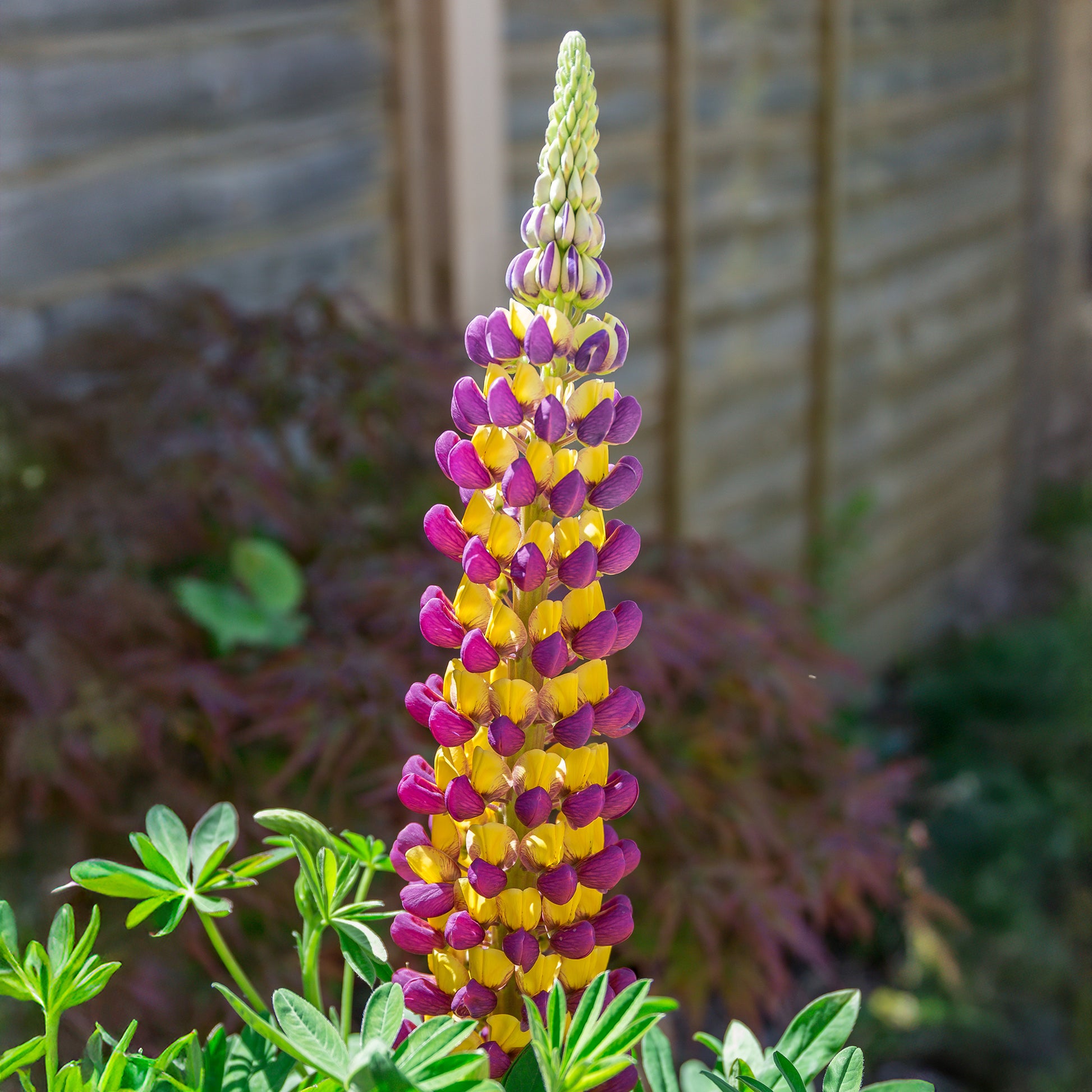 Lupine Manhattan Lights - Bakker