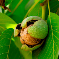 Verkauf Walnuss Buccaneer - Juglans regia Buccaneer