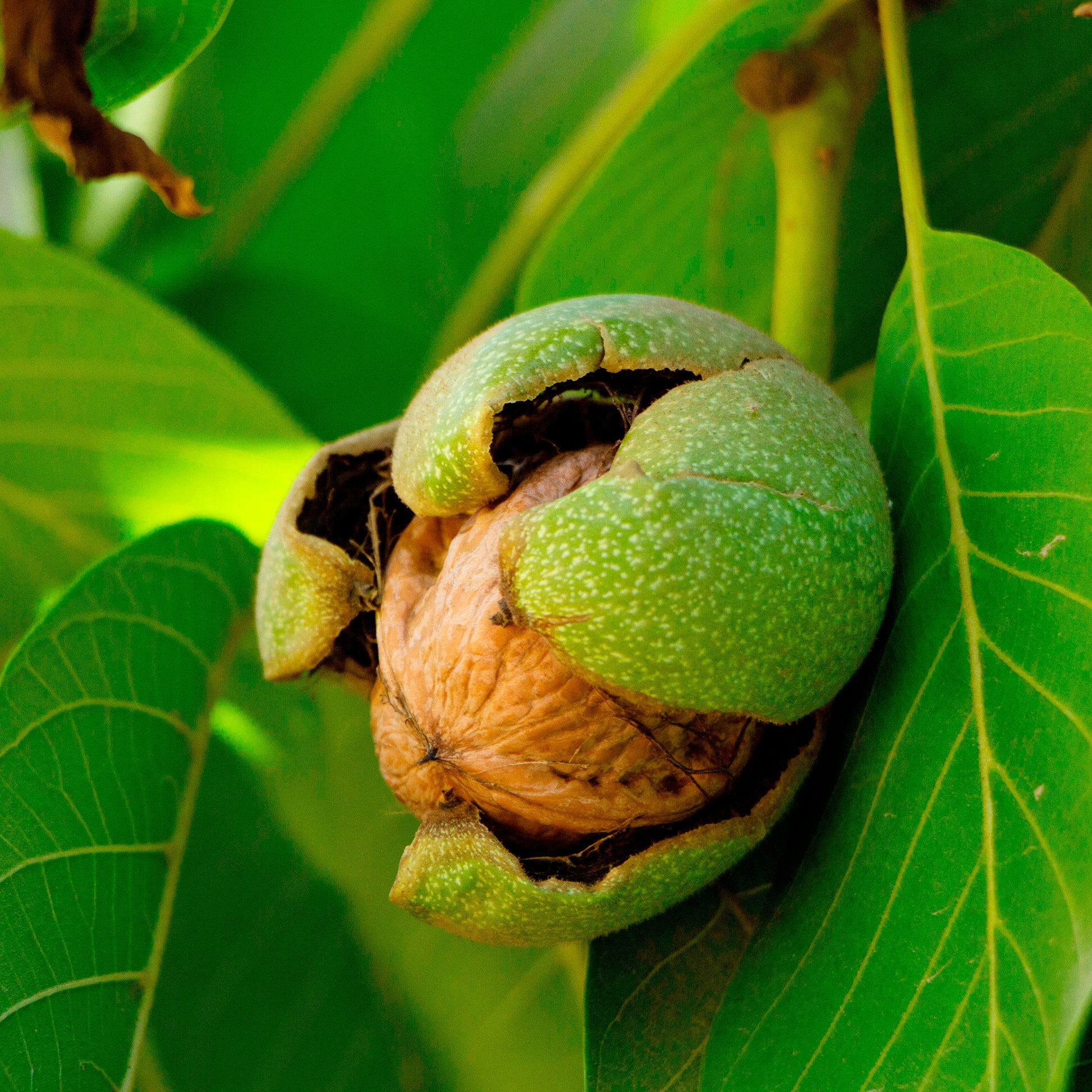 Verkauf Walnuss Buccaneer - Juglans regia Buccaneer