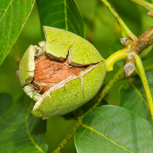 Walnuss Buccaneer - Bakker