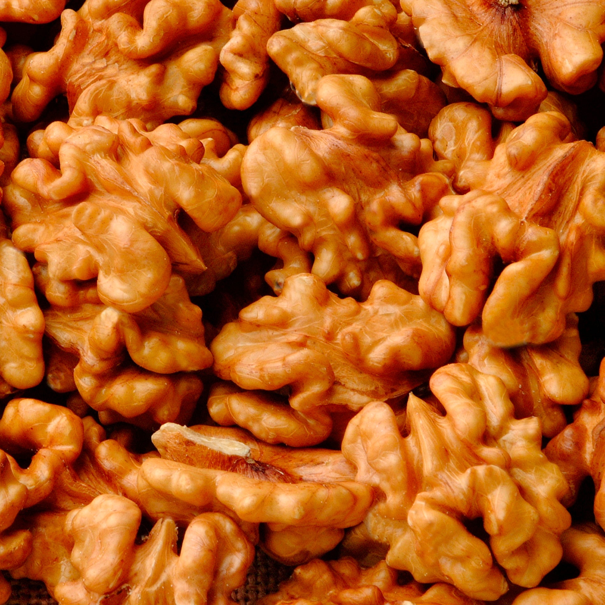 Walnuss - Walnuss Buccaneer - Juglans regia Buccaneer