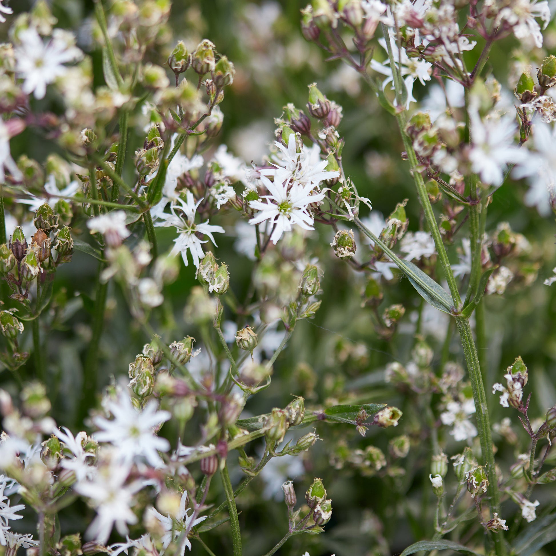 Lychnis flos-cuculi White Robin - Kuckucks-Lichtnelke White Robin - Blühende Stauden