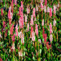 Persicaria - Knöterich - Schneckenknöterich Kabouter - Persicaria affinis Kabouter