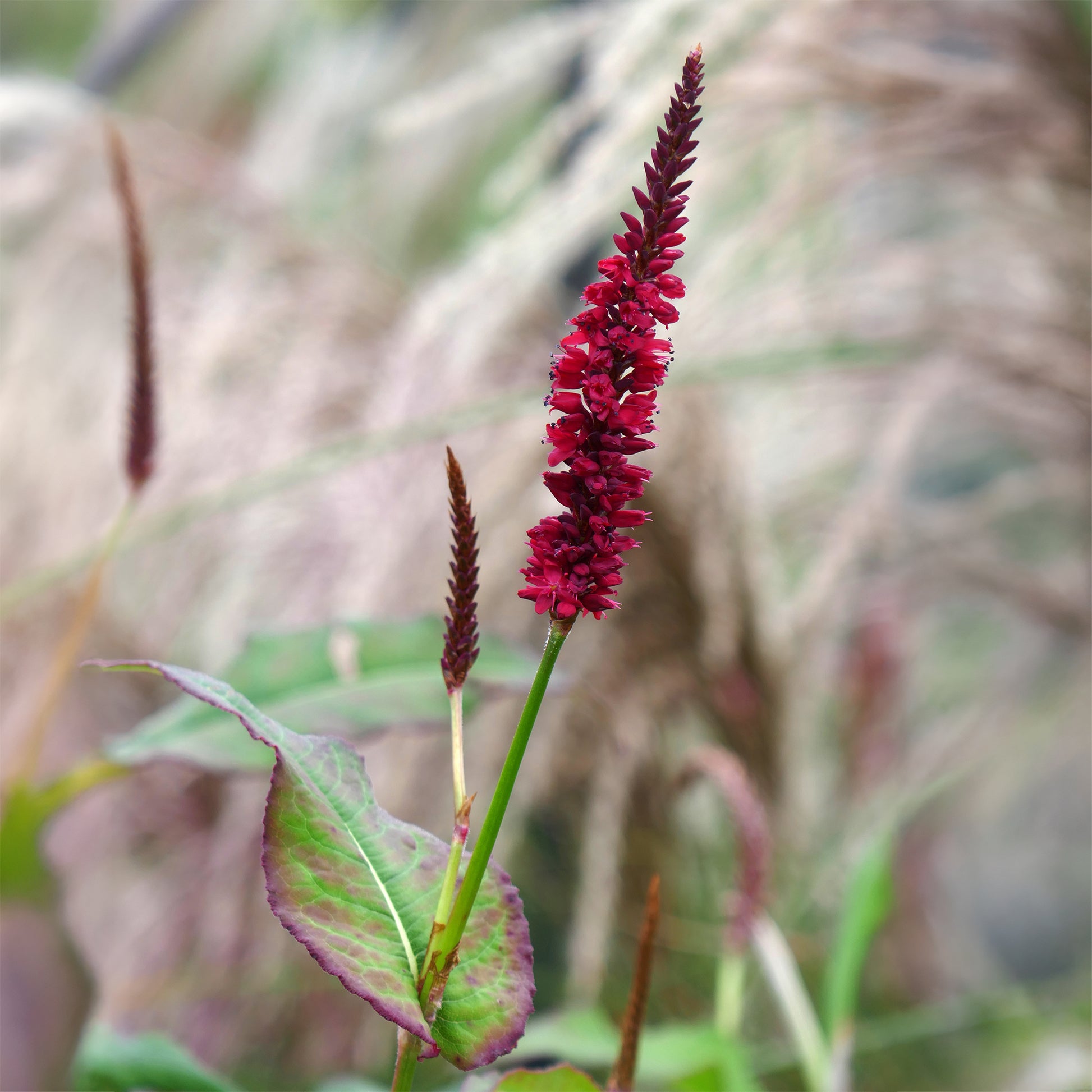 Persicaria amplexicaulis Blackfield - Kerzenknöterich Blackfield - Persicaria - Knöterich