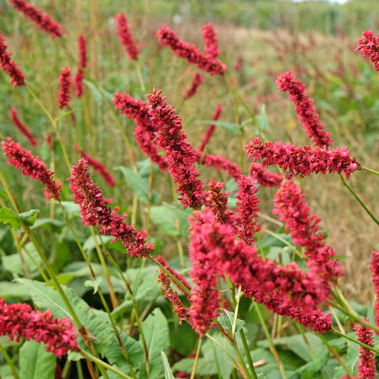 Kerzenknöterich Fat Domino - Bakker