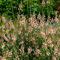 Purpurblütiges Leinkraut Peachy - Bakker