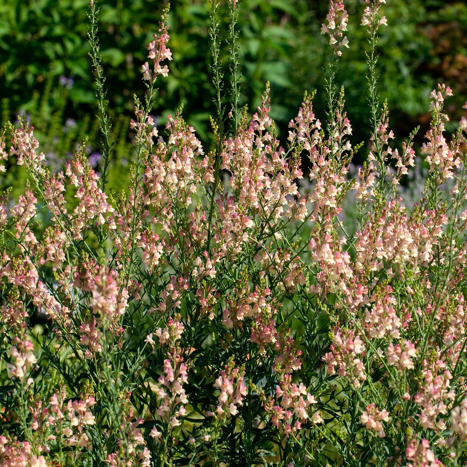 Purpurblütiges Leinkraut Peachy - Bakker