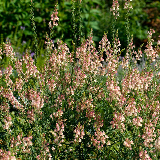 Purpurblütiges Leinkraut Peachy - Bakker