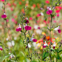 Salbei - Strauchiger Salbei Amethyst Lips - Salvia greggii Amethyst Lips