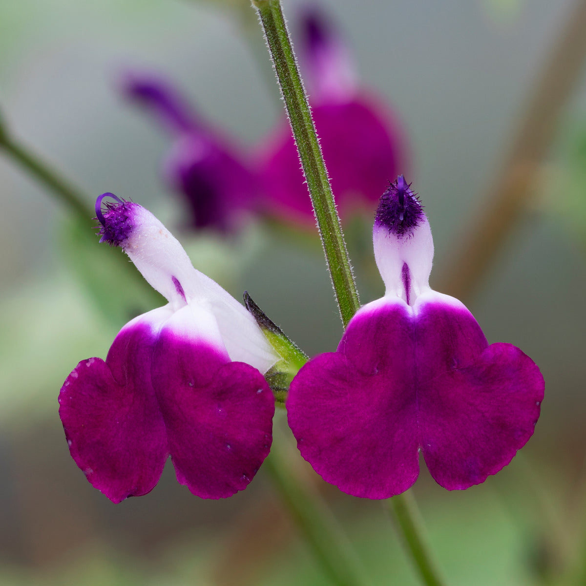 Salvia greggii Amethyst Lips - Strauchiger Salbei Amethyst Lips - Salbei