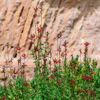 Salbei Reve Rouge - Bakker